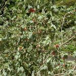 Abutilon menziesii Plante entière