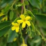 Chrysojasminum odoratissimum Kwiat