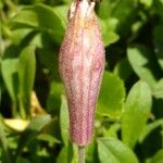 Silene vallesia Flors