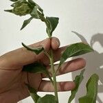 Andryala integrifolia Leaf
