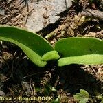 Ophioglossum azoricum Buveinė