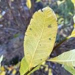 Oemleria cerasiformis Blatt