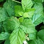 Rubus caesius ഇല