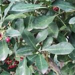 Psychotria capensis List