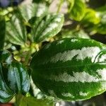 Pilea cadierei Folha