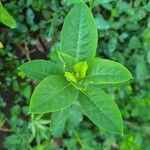 Barleria prionitis برگ