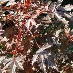 Hibiscus acetosella Folha