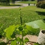 Acalypha setosa पत्ता