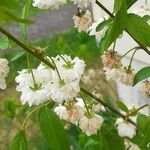 Prunus glandulosa Floare