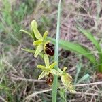 Ophrys virescens Fula