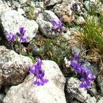 Linaria alpina Flower