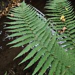 Dryopteris affinis Lapas