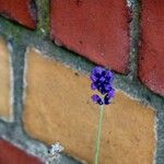 Lavandula angustifolia 花
