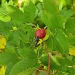 Rosa majalis Fruit