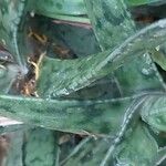 Gasteria obliqua Leaf