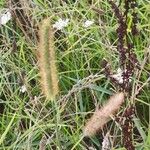 Setaria sphacelata Cvet