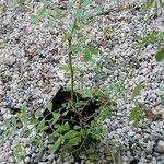 Coronilla valentinaBlatt