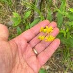 Senecio ampullaceus Кветка