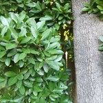 Corynocarpus laevigatus Folha