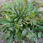 Crepis bursifolia Листок