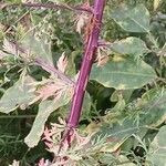 Artemisia annua Bark