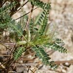 Astragalus greuteri Habitus