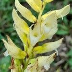 Sacoila lanceolata Flower