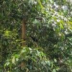 Dipterocarpus costulatus عادت داشتن