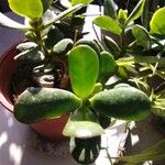 Crassula ovataFolha