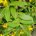 Hypericum monogynum Frunză