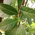 Cinnamomum parthenoxylon Leaf
