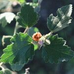 Sphaeralcea bonariensis Flower