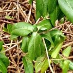 Lonicera acuminata Foglia