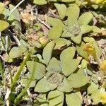Oreopolus glacialis Hoja
