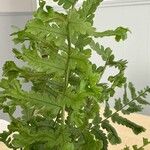 Dryopteris cristata Leht