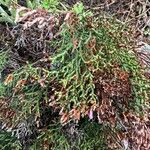 Limonium articulatum Blatt