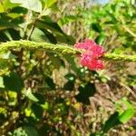 Stachytarpheta mutabilis Flower