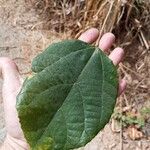 Alchornea sidifolia Leaf