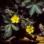 Potentilla canadensis Staniste