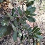 Ficus glumosa Leaf