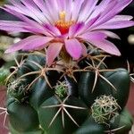 Coryphantha elephantidens Květ