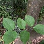 Cornus kousa Leaf