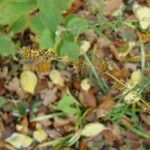 Carex sparganioides Habitus