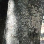 Elaeodendron transvaalense چھال