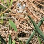 Hyacinthella leucophaea Flower