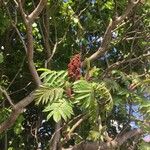 Rhus glabra Flower