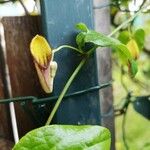 Aristolochia altissima Flor