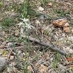 Ornithogalum narbonense Flower