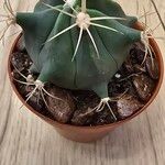 Ferocactus emoryi Leaf