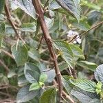 Lantana canescens Кора